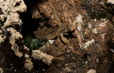 Lizard hide