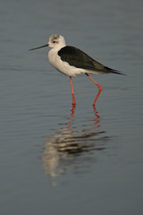 cavaliere d'italia (Himantopus himantopus)