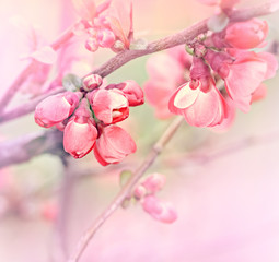 Fototapeta na wymiar Budding bud - Flowering in spring