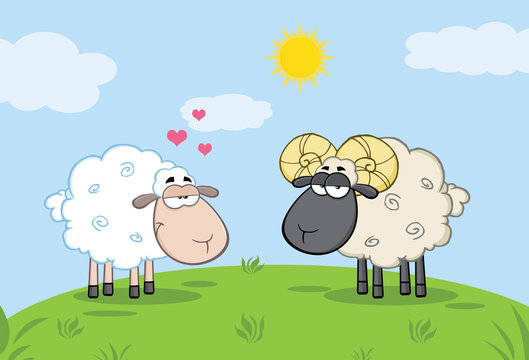White Sheep In Love With Ram Sheep On A Meadow