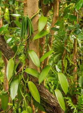 Vanilla Plant And Green Pod