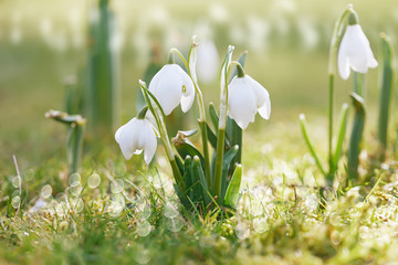 snowdrop flower in nature with dew drops