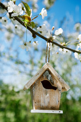 Obraz na płótnie Canvas Trochę Birdhouse wiosną z kwiat wiśni kwiat sakura
