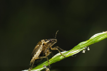 Macro bug