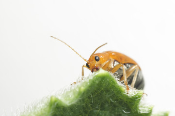Orange insect feeding nutrient on green leaf.