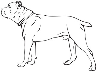 Cane Corso dog breed