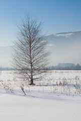 Fototapeta na wymiar Lonely tree in winter scenery