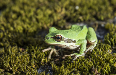 Green tree frog in moss