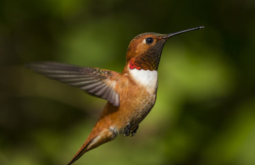 Hummingbird in natural flight © nbiebach