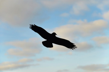 Silhouette eines Greifvogels