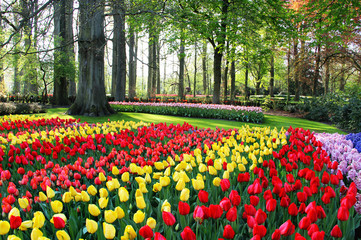 Mix of Holland tulips and hyacinths
