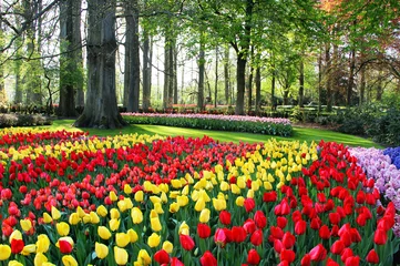 Türaufkleber Mix of Holland tulips and hyacinths © Tanouchka