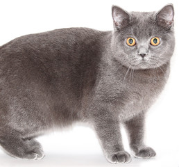British cat