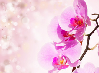 Naklejka na ściany i meble Pink orchid on blured background