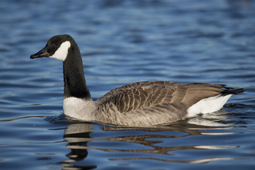 Canada Goose