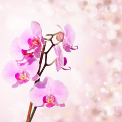Pink orchid on blured background