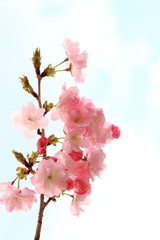 Obraz premium 八重桜