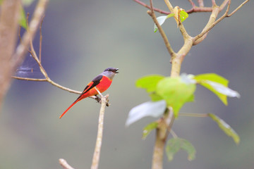 Grey-chinned Minivet (Pericrocotus solaris) male in Taiwan