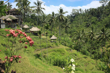 Terraced Rice Fields Bali Indonesia © panmaule