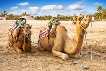 Arabian  dromedaries in Tunisia.