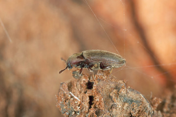 Trixagus dermestoides on wood, extreme close-up