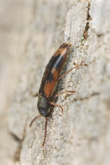 Hypulus quercinus on wood, extreme close-up