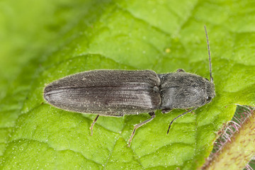 Athous haemorrhoidalis on leaf, macro photo