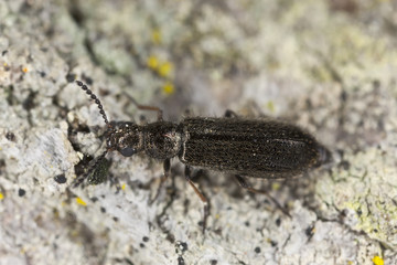 Dasytes plumbeus on wood, extreme close-up