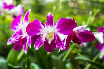 Purple and white orchids blooming beautifully in the garden