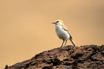 Tibetan Ground-tit or Hume's Ground-tit 