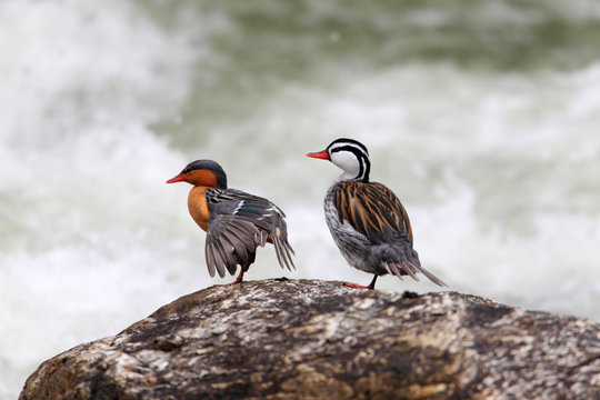 Torrent Duck (Merganetta armata) in Ecuador