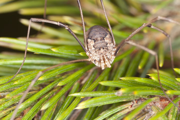 Harvestman on fir branch, macro photo