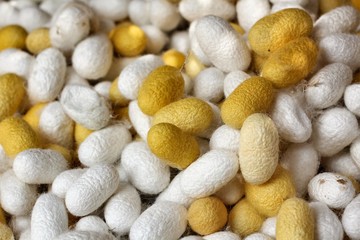 yellow cocoon silkworm