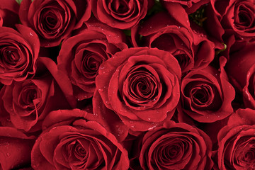 Close up of fresh red roses with water drops