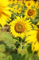field of blooming sunflowers
