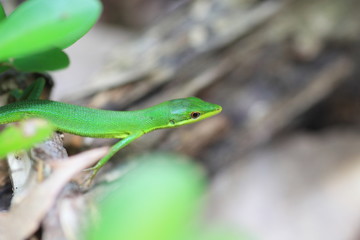  Sakishima grass lizard (Takydromus dorsalis) 