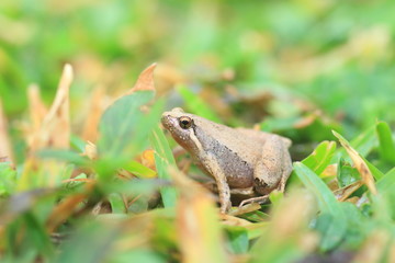 Ornate Narrow-Mouthed Frog (Microhyla okinavensis)
