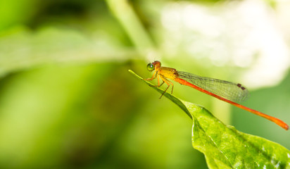 A red dragonfly resting on a green leaf