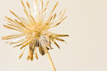 Closeup dry flower  in the meadows