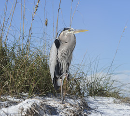 Great Blue Heron