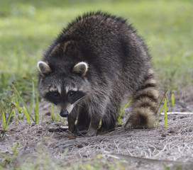 Young Raccoon