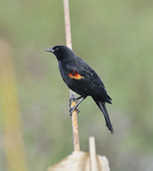 Red Wing Blackbird