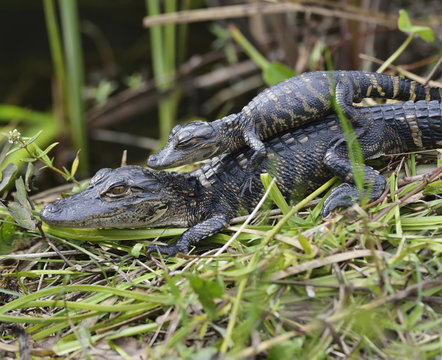 Baby Alligators
