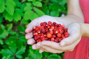 Wild strawberry in hands
