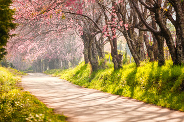 Fototapeta premium Beautiful cherry blossom, Chaing Mai, Thailand