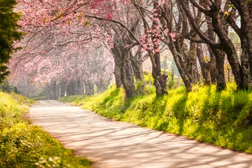 Photo sur Plexiglas Fleur de cerisier Beautiful cherry blossom, Chaing Mai, Thailand