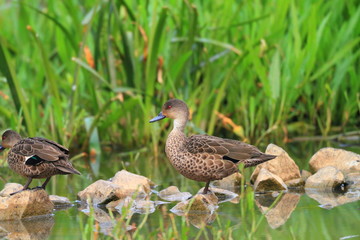 Grey Teal (Anas gracilis) in South Australia