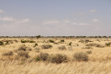 Fototapeta na wymiar Camels in Australia