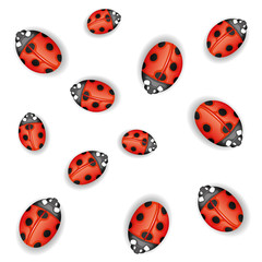 Seamless background. Ladybugs on white.