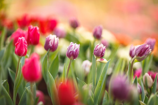 Beautiful colorful tulips in garden